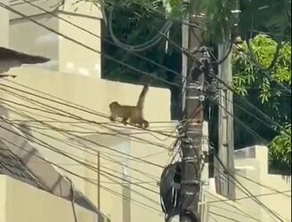 Municipalidad de Asunción lanza búsqueda de un mono suelto por la ciudad.