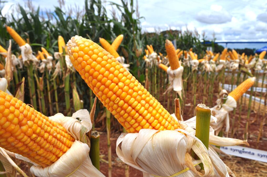 El principal destino del maíz siguió siendo el mercado brasileño el que adquirió el 76 % de lo exportado, mientras que Uruguay compró un 24 %. Foto: Archivo