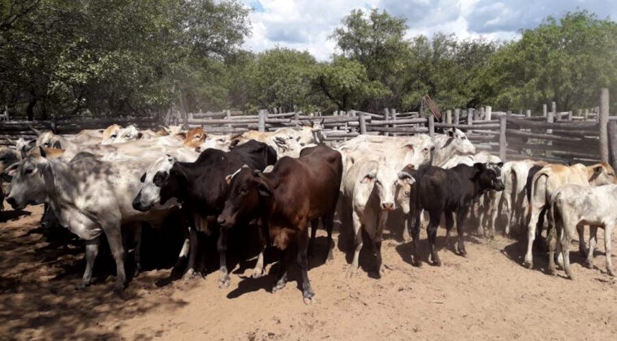 El Instituto de la Carne busca ser una instancia de promoción técnica, económica y comercial de la cadena productiva. Foto: Gentileza