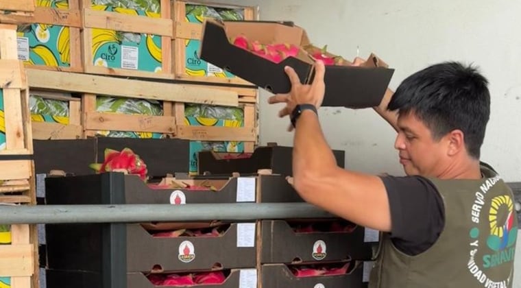 Paraguay concreta su primera exportación de pitahaya a Uruguay Paraguay concreta su primera exportación de pitahaya a Uruguay