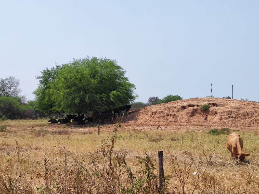Uno de los establecimientos afectados ubicados en Filadelfia, Chaco paraguayo. Foto: Gentileza