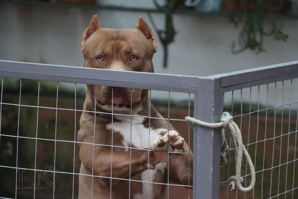 Un hombre fue imputado por maltrato animal luego de herir a un perro de la raza Pitbull. Foto: Ilustrativa