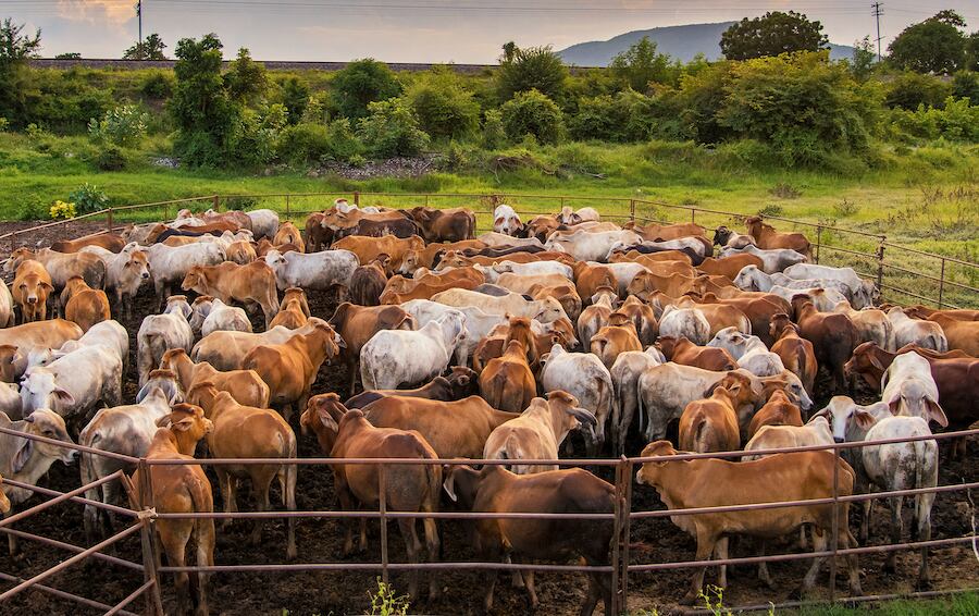 A través del Siap, se permitirá al servicio veterinario la posibilidad de hacer la trazabilidad individual, a partir de la identificación del dispositivo de reconocimiento. Foto: Archivo