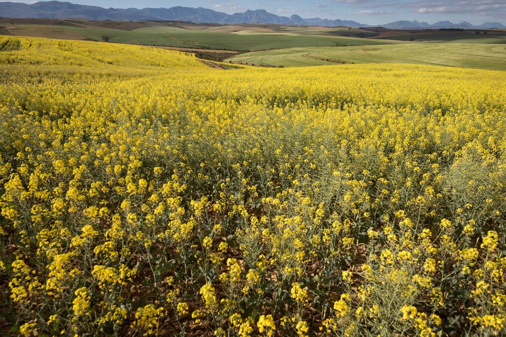 La canola se presenta como una alternativa sumamente rentable, con una demanda creciente a nivel local e internacional. Foto: AFP