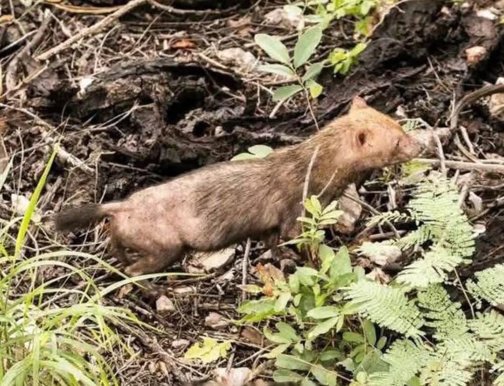 El jagua yvygy fue visto en Concepción y fotografiado luego de 40 años. Foto: Ricky Wuep