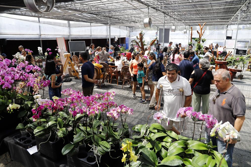 El 10 y 11 de febrero se llevará a cabo la cuarta edición de Flori Feria en Floricultura del Paraguay. Foto: Christian Meza