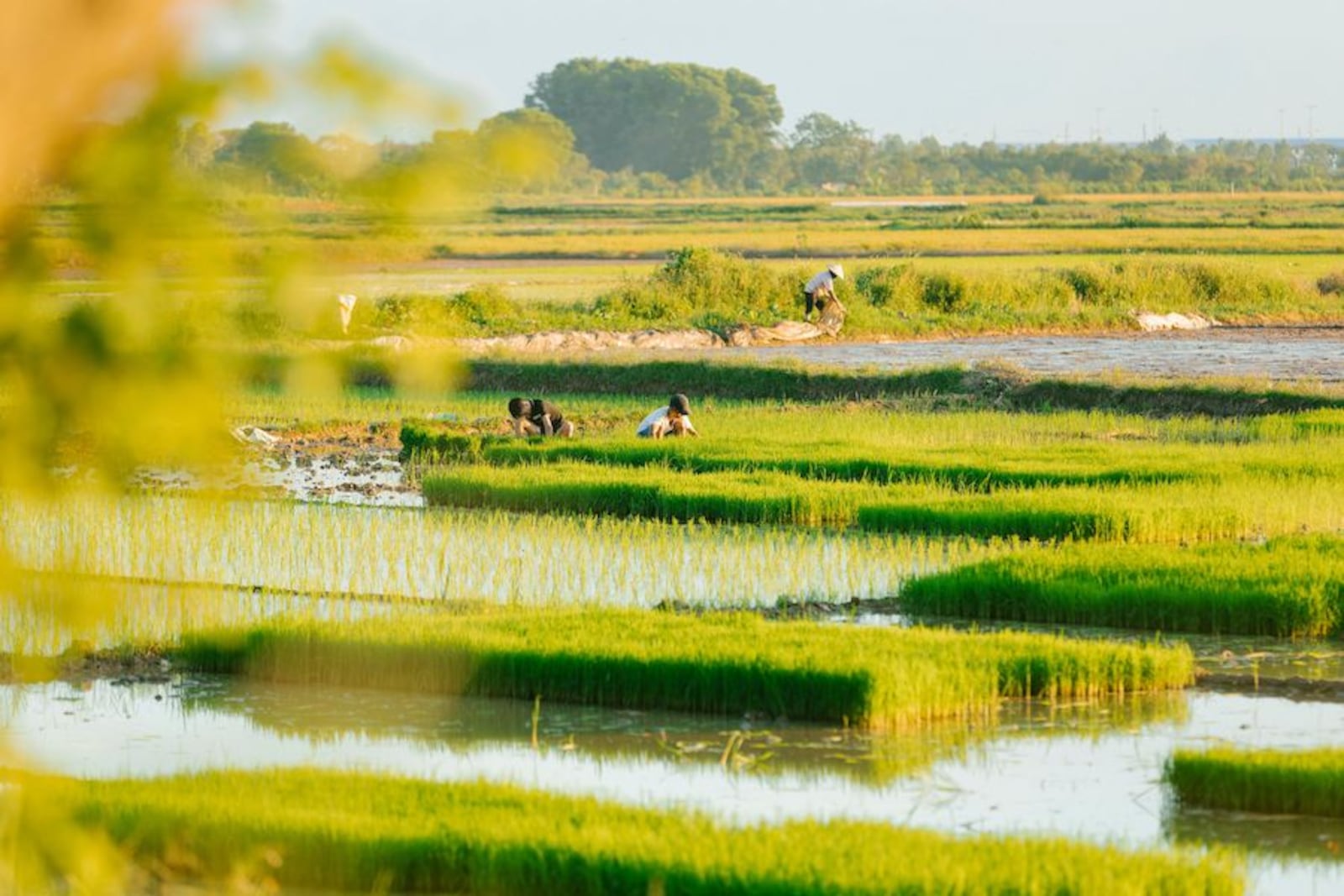 Más del 90 % del arroz paraguayo se industrializa antes de exportarse a 27 destinos internacionales. · hson