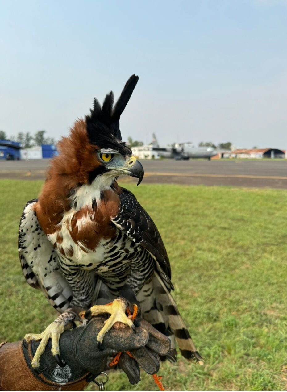 El especialista adiestra estas magníficas aves rapaces a fin de garantizar la seguridad en los vuelos de aeronaves. Foto: Gentileza de Raptor.