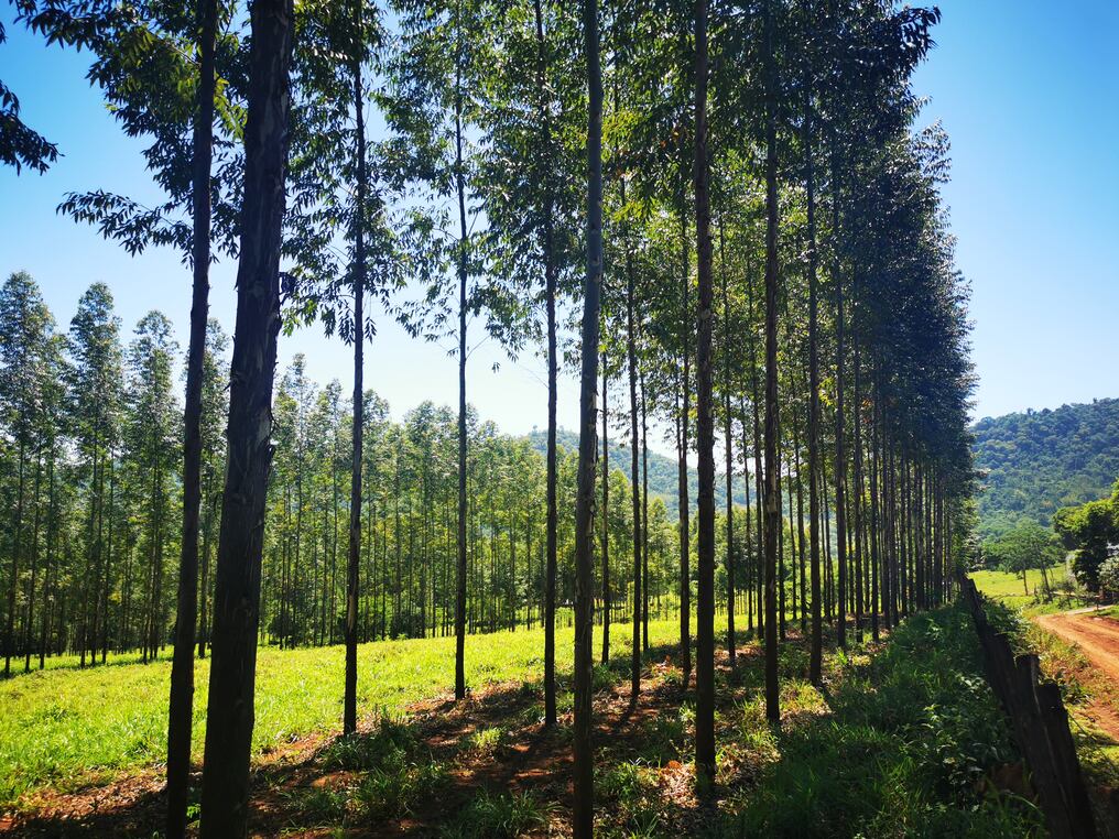 La idea es fomentar la actividad tanto en plantaciones forestales, pasturas, bosques u otros sistemas de producción, proyectos de eficiencia energética, a través de una compensación económica mediante los créditos. Foto: Archivo