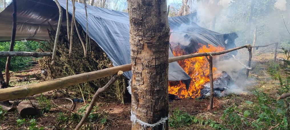 En diez días del operativo en la frontera con Brasil se destruyeron 823.000 kilos de marihuana. Foto: Senad