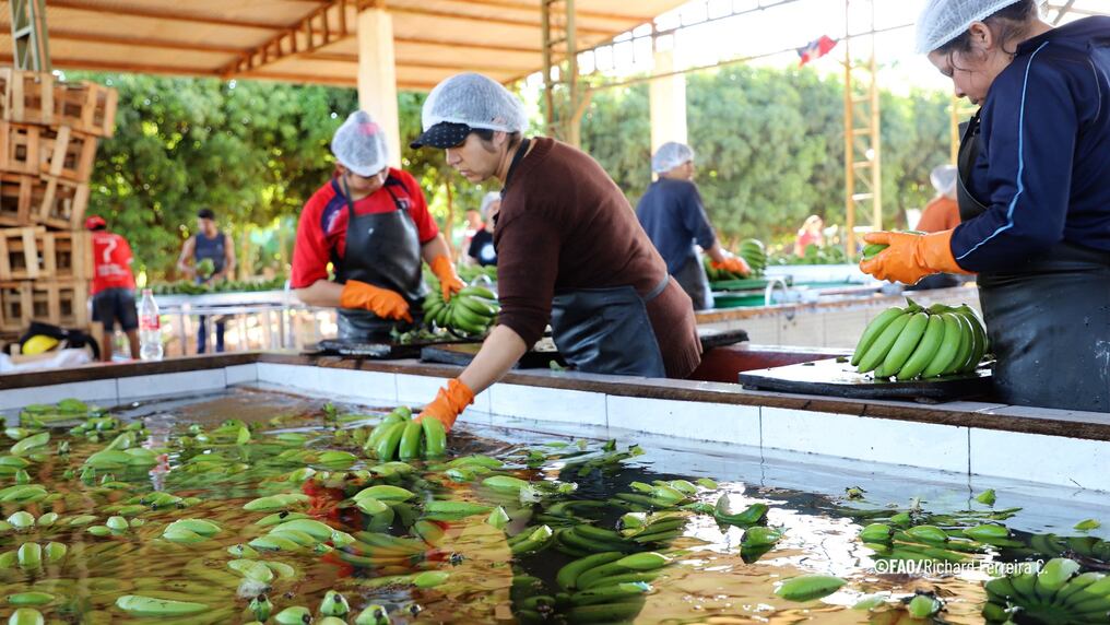 La Mesa Nacional Intersectorial de Competitividad Bananera (Menicob) convocó a sus pares de los países vecinos y autoridades nacionales para una reunión este martes 11 de julio. Foto: Gentileza
