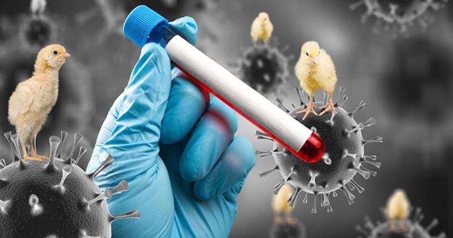 Este es el primer caso humano confirmado en un laboratorio de infección por un virus de la gripe A(H5N2) notificado en el mundo, informó la OMS. Foto: AFP