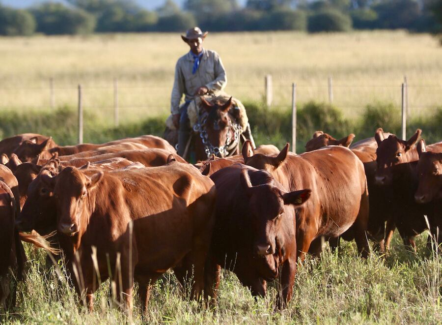 El ministro del MAG, Carlos Giménez, recordó que de cada USD 4 que ingresan al país, USD 3 pertenecen al sector agroganadero, enfatizando en cómo podría verse apuntalado el sector. Foto: Archivo