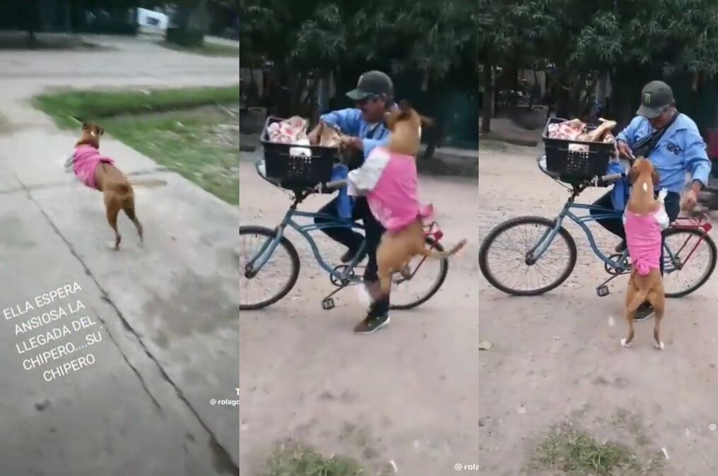 La perrita tiene a su vendedor favorito de chipa y lo espera todos los días a la misma hora. Foto: TikTok/@rolagordibella