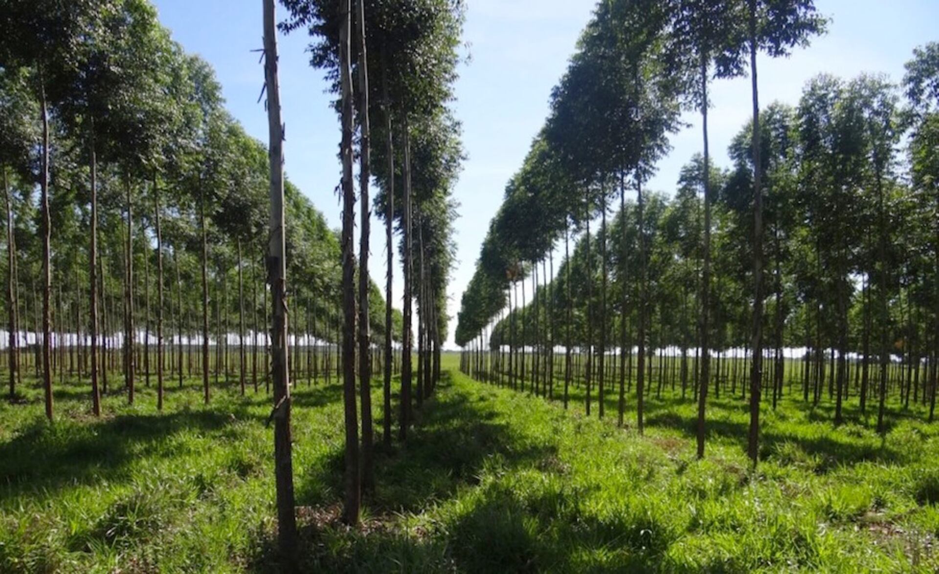 La superficie forestal es de 17 millones de hectáreas, distribuidas en bosques nativos que representan el 36 % de la superficie, palmares 7,2 % y plantaciones forestales 0,5% del territorio nacional. Foto: Ilustrativa