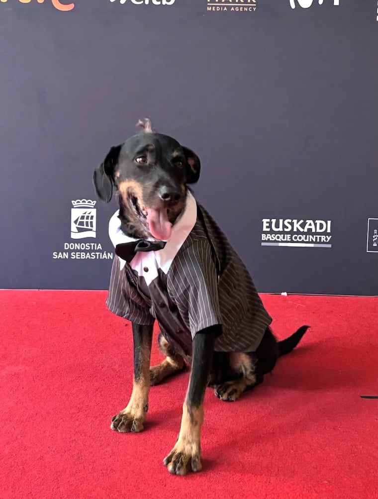 Bowie, el can de Marcelo Martinessi, en la alfombra roja del Festival de Cine de San Sebastián. Foto: Instagram - @karainorte
