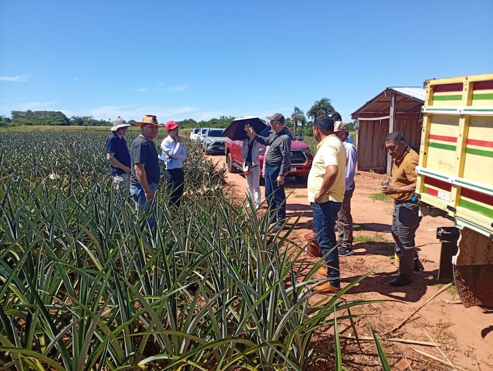Los poductores de piña impulsan la economía rural y fortalecen la canasta familiar. Foto: Gentileza
