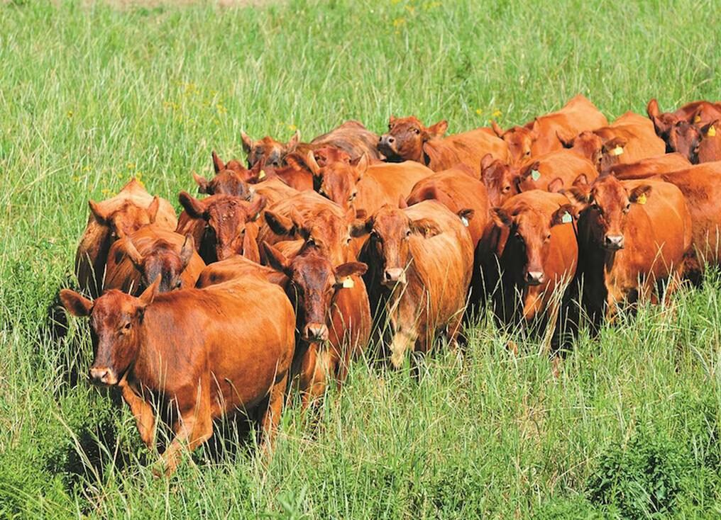 Uruguay y Paraguay tienen una cantidad similar en porcentaje de exportación de carne. Foto: Ilustrativa