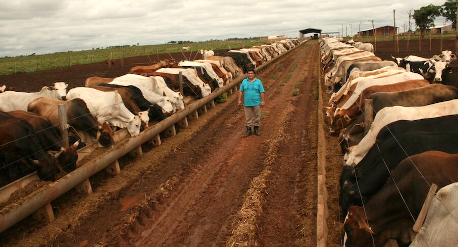 La ARP recuerda que nuestro país cuenta con unas de las legislaciones medioambientales más robustas y avanzadas del mundo e instituciones que las respaldan, con una producción sostenible con el medio ambiente, inclusiva socialmente, con respeto a las leyes laborales y a los derechos de las comunidades de los pueblos ancestrales. Foto: Gentileza