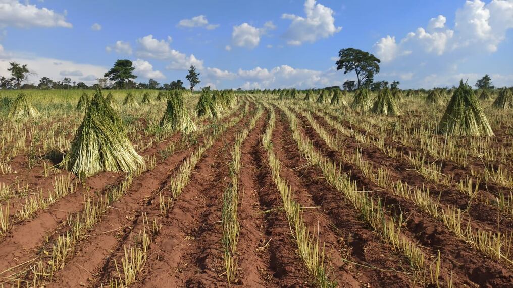 El lanzamiento oficial de la campaña será la próxima semana junto al Ministerio de Agricultura y Ganadería en San Pedro. Foto: Gentileza