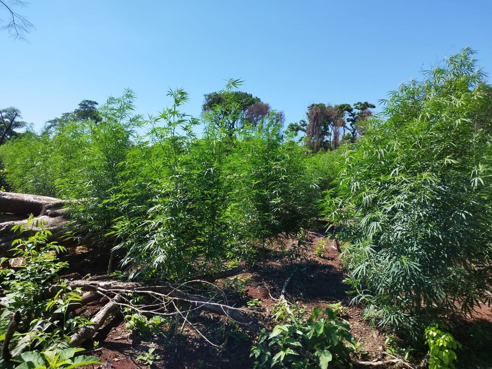 El total de la droga destruida equivaldría a unos 51 mil kilos una vez procesada, según los datos del operativo denominado "Rafaelo". Foto: Gentileza