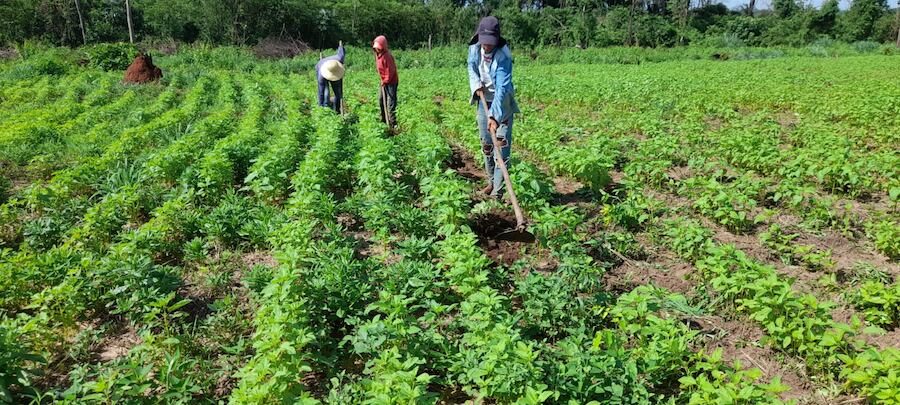 Las perspectivas positivas se dan por las buenas lluvias que se registraron en la última semana y que en San Pedro se cultiva con exclusividad este sésamo, por lo cual, su calidad se eleva, indicó el directivo del MAG.. Foto: Gentileza