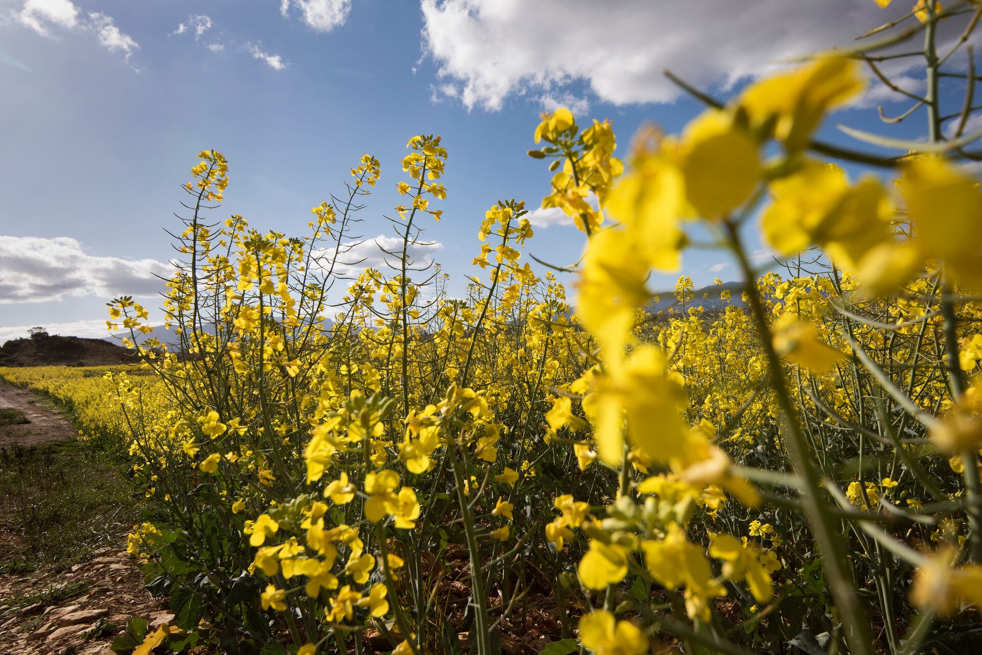 De la mano de una genética mejorada y apropiada para la región y los conocimientos técnicos adecuados para su desarrollo, el área de cultivo de canola ha ido expandiéndose paulatinamente en Paraguay. Foto: AFP