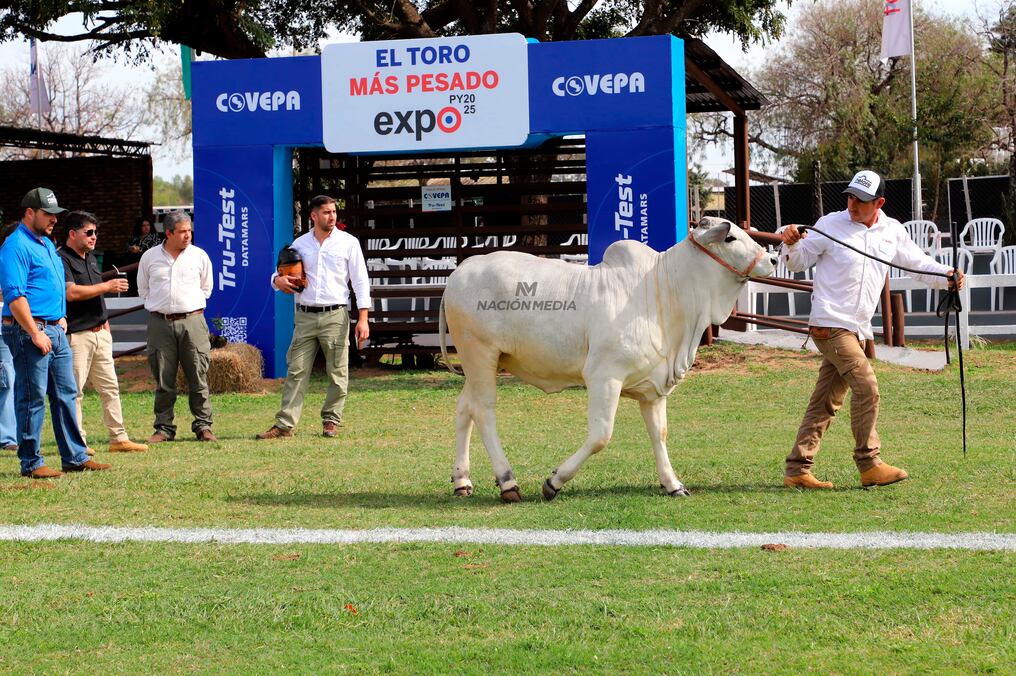 Este año se llevará adelante la LXXIX Exposición Nacional de Ganadería en una nueva muestra de alta genética. Foto: Néstor Soto