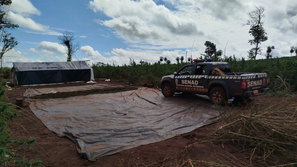 Las intervenciones derivaron en la incautación de 6.900 kilos de marihuana distribuidos en prensada, picada y ramas dispuestas al secado. Foto: Gentileza
