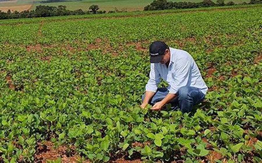 Las  precipitaciones por debajo de los niveles considerados normales generarían un impacto en el sector agrícola, ya que la recarga de humedad de suelo será insuficiente. Foto: Archivo
