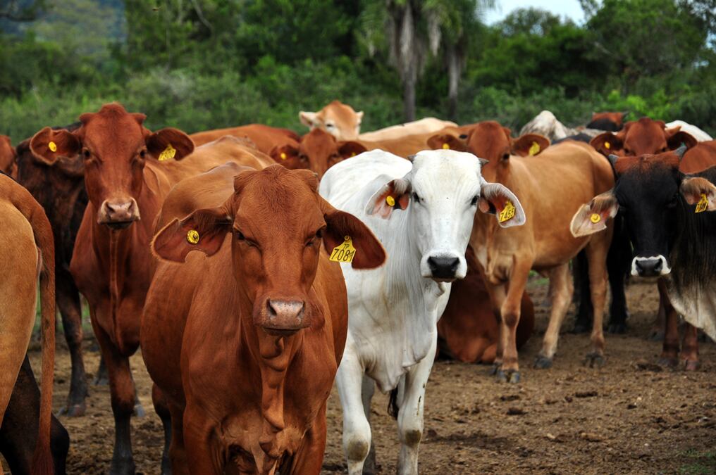 Durante el webinar, representantes de Basa Capital explicarán los beneficios y el rendimiento del Fondo de Inversión Ganadero FERUSA I, cuyo objetivo es impulsar la producción ganadera mediante la inversión en la compra de vacas preñadas y toros reproductores. Foto: Archivo