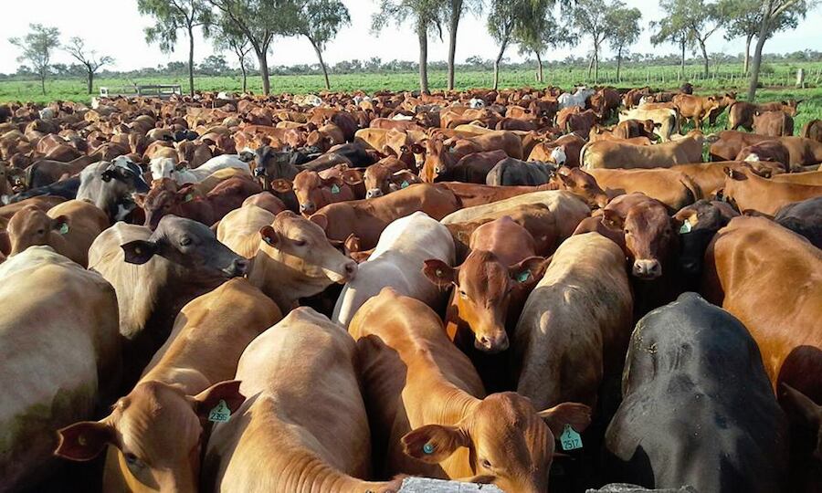 Para este 2024 la meta es alcanzar a unas 13.500.000 cabezas contra la fiebre aftosa y unas 2.300.000 cabezas contra la brucelosis bovina. Foto: Archivo