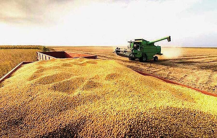 Para la campaña 2025/2026, se espera una producción global récord de soja, situada en 426,8 millones de toneladas. Foto: Archivo
