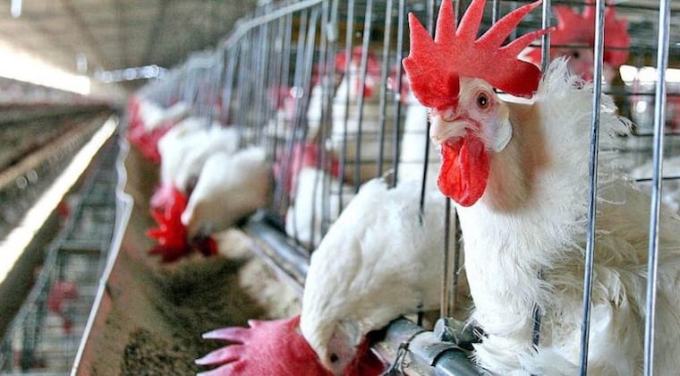 Uruguay declara emergencia sanitaria nacional por gripe aviar Uruguay declara emergencia sanitaria nacional por gripe aviar