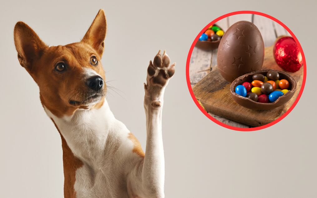 El chocolate intoxica a los perros y gatos. Foto: Ilustrativa/Freepik