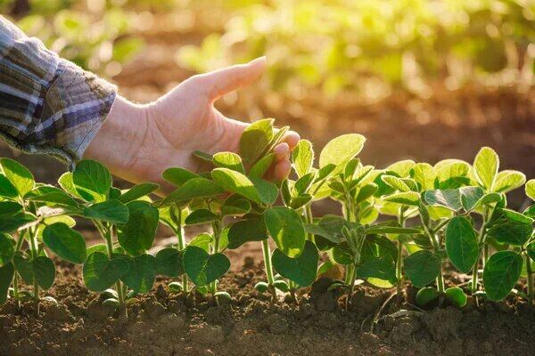 El proyecto es una de las iniciativas de fertilizantes verdes más avanzadas de América del Sur, destacaron. Foto: Ilustrativa
