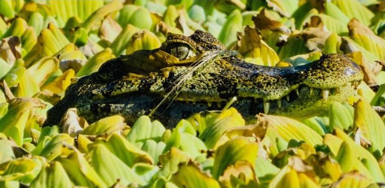 Una de las obras integrantes de la muestra “Observadores”. Foto: Gentileza