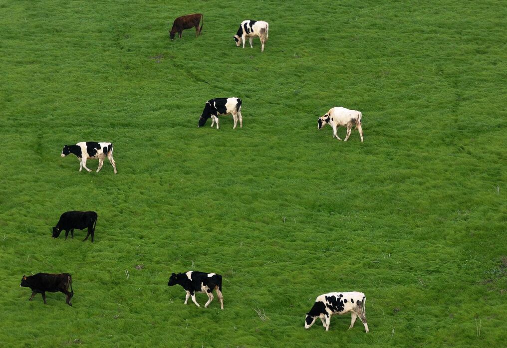 Las vacas pastan en un campo el 19 de diciembre de 2024 en Petaluma, California. Foto: Justin Sullivan/AFP
