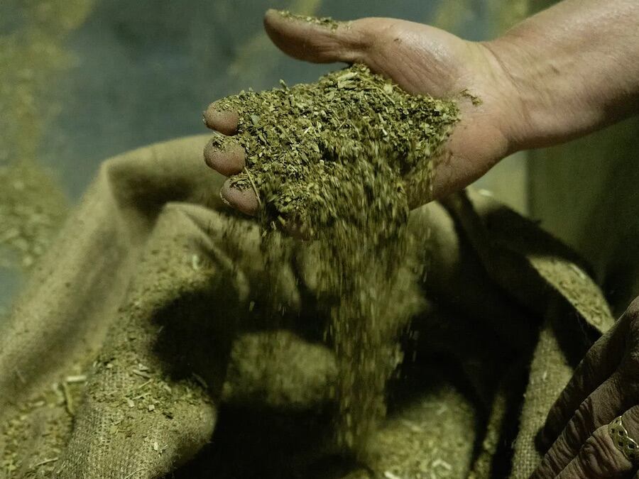 La provincia de Misiones, Argentina, frenará las importaciones de la yerba mate, para devolver atribuciones al Instituto Nacional de la Yerba Mate (INYM) de ese país. Foto: Archivo