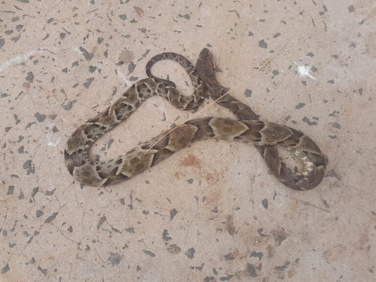 El paciente logró machetear al reptil por lo que se pudo identificar su especie para aplicar el antiofídico. Foto: Gentileza