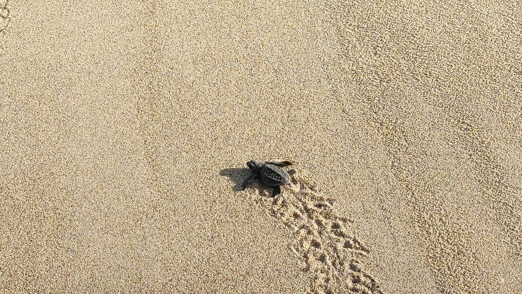 Al recorrer el estado de Oaxaca, los turistas que visiten Puerto Escondido podrán encontrar una experiencia única con la vida salvaje del mar. Foto: David Sánchez