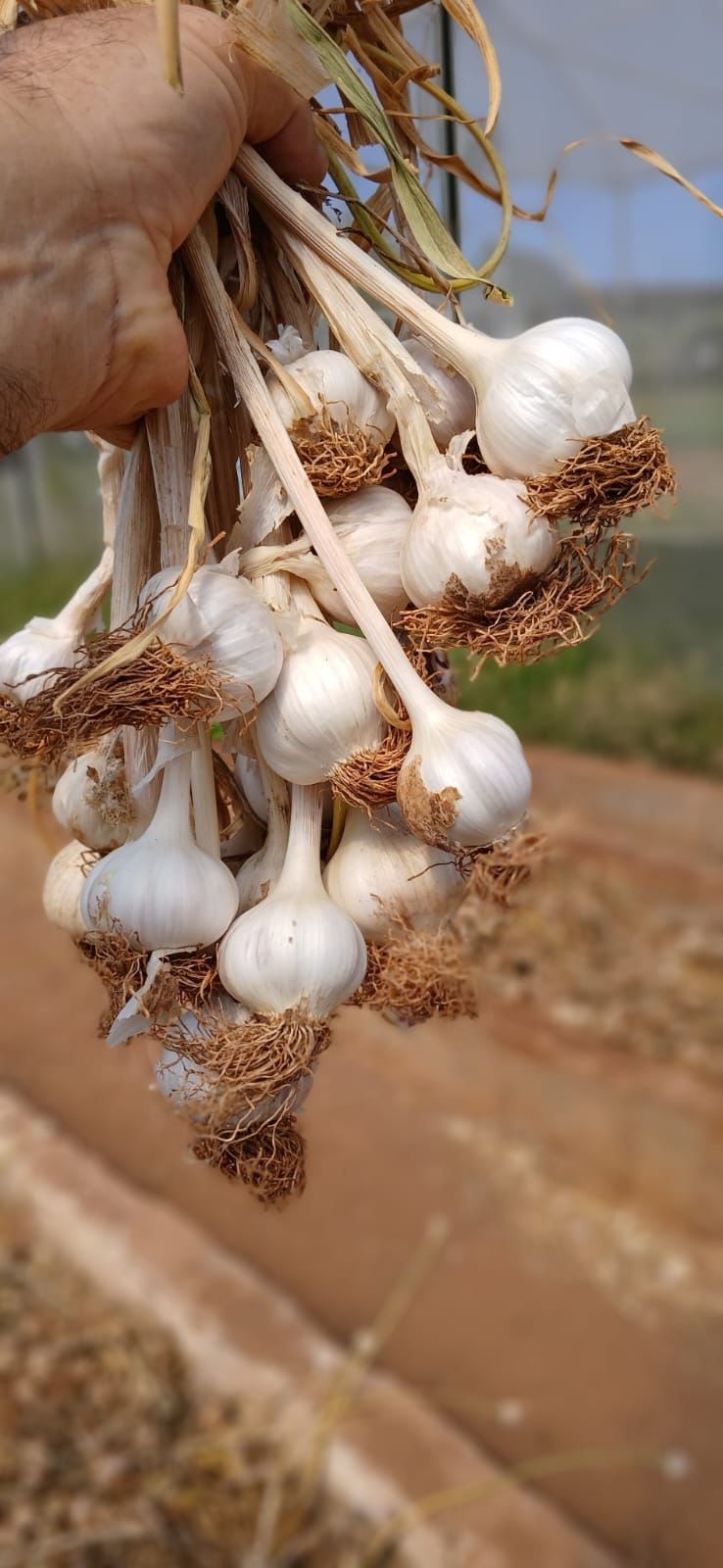 El ajo se consolida como una alternativa viable para la agricultura familiar con salida comercial. Foto: Gentileza