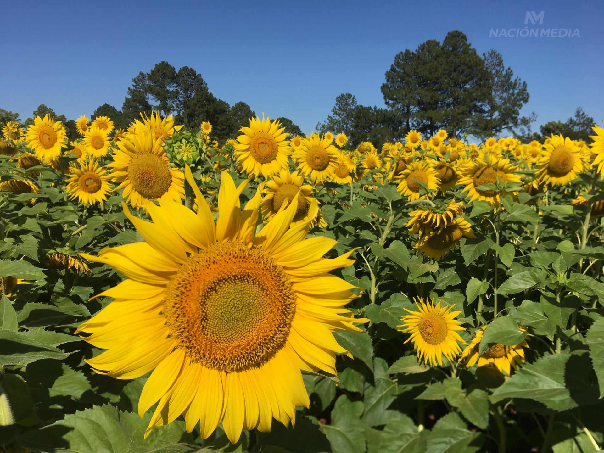 En la campaña 2023/2024 se habrían producido unas 15.000 hectáreas a nivel país, con 25.105 toneladas de semillas de girasol cosechadas según el MAG. Foto: Archivo