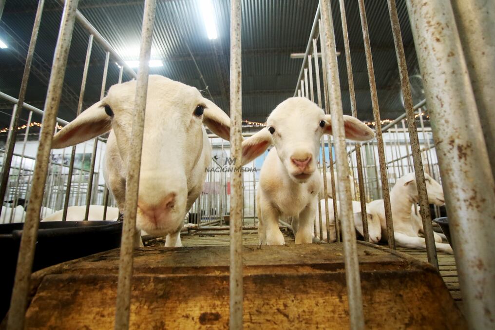 El sector ovino se prepara para exhibir unos 800 animales en la tradicional Expo de Mariano Roque Alonso. Foto: Emilio Bazán