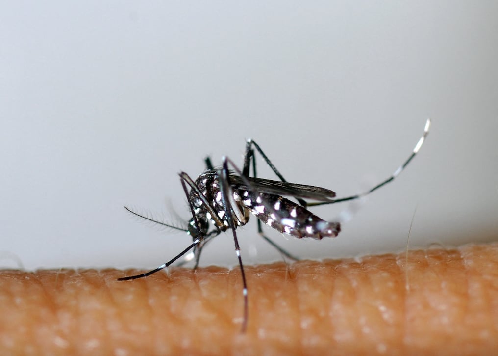 Además de arruinar nuestro disfrute al aire libre, los mosquitos transmiten enfermedades, por ello considerá cultivar plantas de jardín que los repelan de forma natural. Foto: Archivo