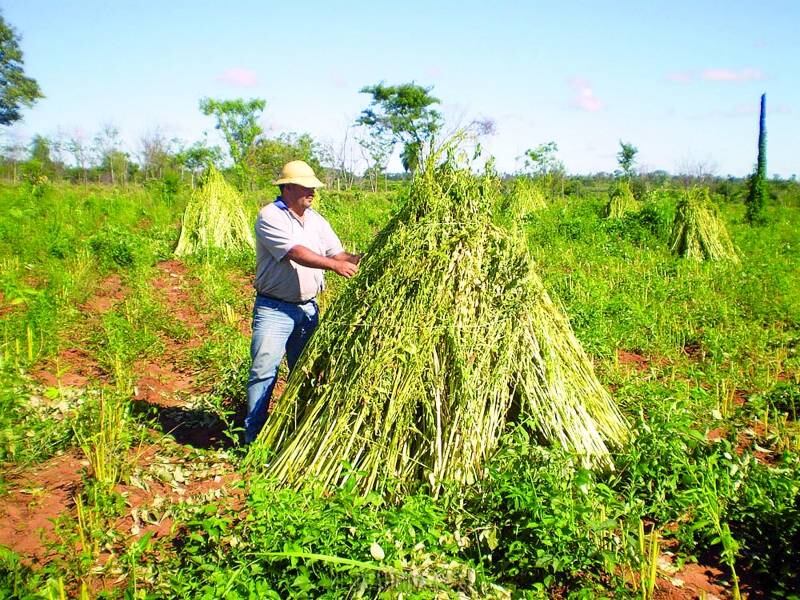 Pese a la problemática, los productores todavía se encuentran en el plazo para realizar la siembra, mencionó el sesamero Diego Rolón. Foto: Archivo
