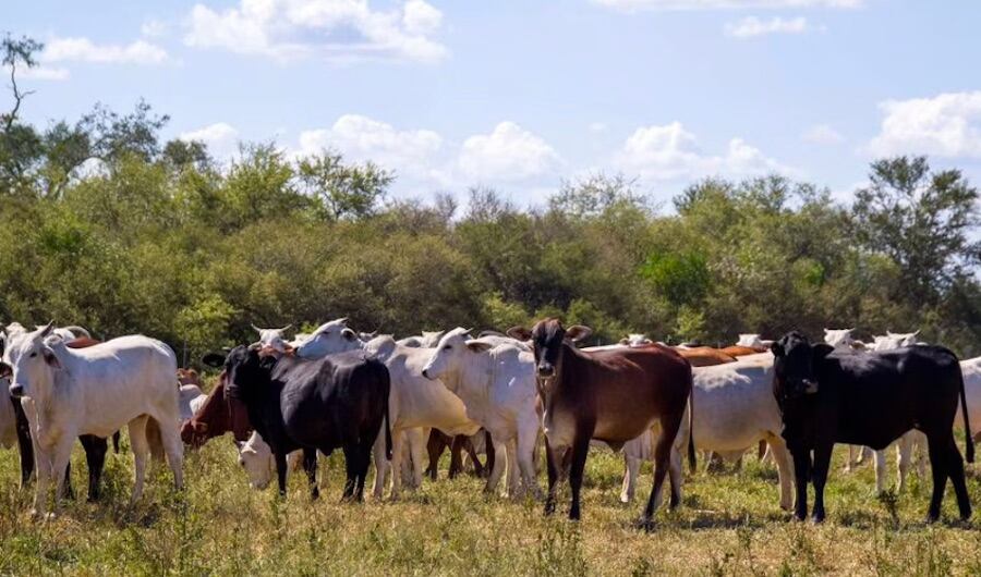 La Federación de Asociaciones Rurales del Mercosur considera que la decisión de Carrefour ataca injustamente la reputación de miles de productores rurales comprometidos con la seguridad alimentaria y la preservación del medio ambiente. Foto: Archivo
