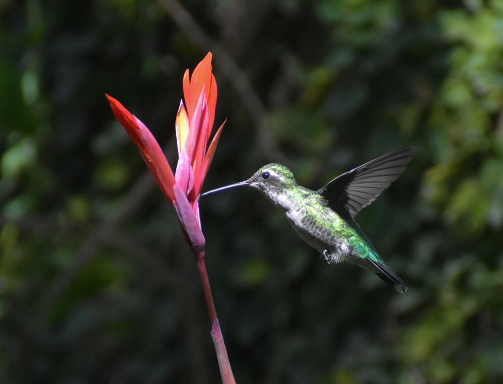 En el Día Mundial de la Biodiversidad, el gobierno de Paraguay, a través del Mades ratifica compromiso en el cuidado de la diversidad biológica existente en el país. Foto: Gentileza.