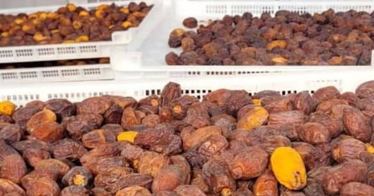 La Nación / Alistan guías fitosanitarias para exportación de dátiles