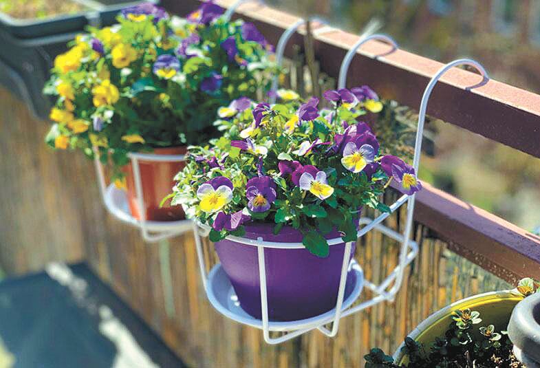 Pensamiento: la flor que ama el invierno